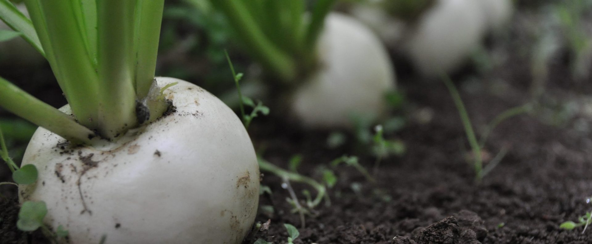 土作りからこだわって育てた、野菜本来のおいしさをお届けします