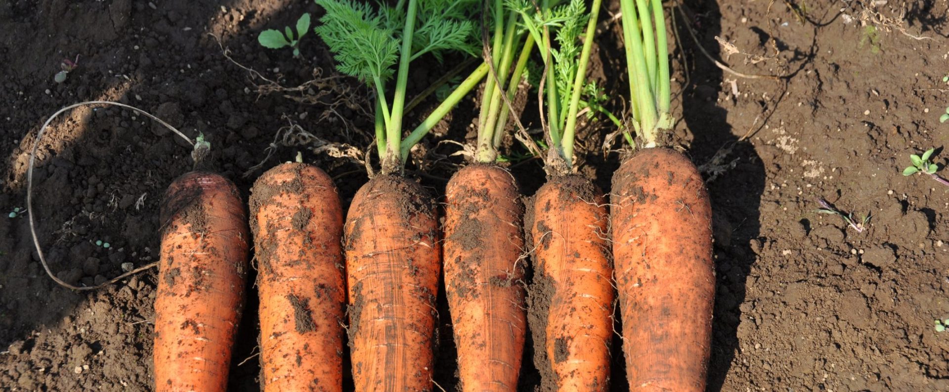土作りからこだわって育てた、野菜本来のおいしさをお届けします