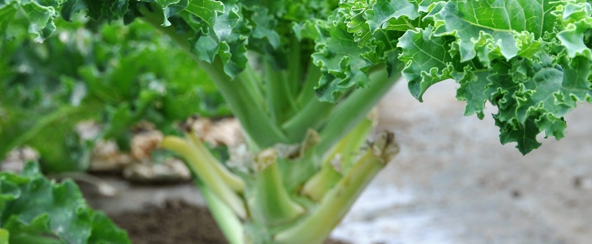 土作りからこだわって育てた、野菜本来のおいしさをお届けします